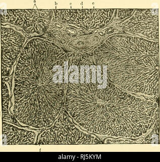 . Anatomia Chordate. Chordata, Anatomia, comparativo. Il sistema digestivo 241 b o rl C. La Fig. 225.-fegato di maiale. Il lobuli hanno artiticially shrunken dall'inter- tessuto lobulare, a e b, dotto biliare; c, arteria epatica; d, interlobular vena (un ramo del portale) ;f, trabecole;/, vena centrale. Fortemente ingrandita. (Da Bremer "Libro di testo di istologia," dopo Radasch.) fr-- vena porta-. Si prega di notare che queste immagini vengono estratte dalla pagina sottoposta a scansione di immagini che possono essere state migliorate digitalmente per la leggibilità - Colorazione e aspetto di queste illustrazioni potrebbero non perfettamente resemb Foto Stock