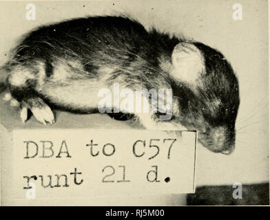 . Ciba Foundation Symposium sul trapianto. Il trapianto di organi, tessuti, etc. Fig. 3. Un animale che soffre di avanzata malattia runt poco prima della morte. Questo animale aveva ricevuto 12 milioni di omologa di cellule di milza il giorno di nascita e aveva vissuto per 21 giorni, più a lungo del solito. Nota Il scahng della pelle, addome protuberante e profonda stunting. (Ca. X 2.) a faccia p. 356. Si prega di notare che queste immagini vengono estratte dalla pagina sottoposta a scansione di immagini che possono essere state migliorate digitalmente per la leggibilità - Colorazione e aspetto di queste illustrazioni potrebbero non perfettamente assomigliano al Foto Stock