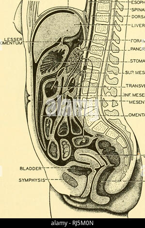 . Anatomia Chordate. Chordata, Anatomia, comparativo. Il sistema digestivo 239 secerne bile, che aiuti a emulsionamento dei grassi, nell'attivazione della lipasi secreto dal pancreas e nella stimolazione della peristalsi intestinale. Il Hver è un marrone rossastro organo l&GT;ing tra lo stomaco e il diaframma ed è la più grande ghiandola nel corpo, di peso compreso tra due e tre libbre. Essa è a forma di cuneo e diviso in un piccolo lobo sinistro diaframma ' esofago â il midollo spinale aorta dorsale del fegato. Il FORAMEN EPIPLaCUM pancreas stomaco ?. MESENTERrCART. ^ RRI LTRANSVERSE COLON ili=irri Foto Stock