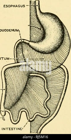 . Anatomia Chordate. Chordata, Anatomia, comparativo. Esofago - Curvatura stomaco 'â grande omento COLON CIECO ^J VPPENDIX -â !^ INTESTINO TENUE'. Fig. 222.âDiagrams che illustra lo sviluppo della mesenteries e omento in embrione umano. Una freccia che segna l apertura (foramen di Winslow) del grande omento. (Ridisegnata dopo Hertwig.) Come sacculation del mesogaster progredisce, dorsale e ventrale di livelli diventa distinguibile. A due strati sac così formate cresce ventralmente e posteriormente tra le viscere e la parete ventrale dell'addome come un grembiule-come la membrana, il GRE Foto Stock