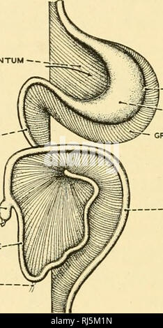 . Anatomia Chordate. Chordata, Anatomia, comparativo. "Grande omento < ^1^^^ |t-cieco-^ j/ APPENDICE--^ j piccolo intestino '/-COLON â¢tuorlo levetta. Esofago - Curvatura stomaco 'â grande omento COLON CIECO ^J VPPENDIX -â !^ INTESTINO TENUE'. Si prega di notare che queste immagini vengono estratte dalla pagina sottoposta a scansione di immagini che possono essere state migliorate digitalmente per la leggibilità - Colorazione e aspetto di queste illustrazioni potrebbero non perfettamente assomigliano al lavoro originale. Neal, Herbert v. (Herbert Vincent), 1869-1940; Rand, Herbert W. (Herbert Wilbur), 1872-1960. Philadelphia : P. Blakiston figlio di &AMP; Foto Stock