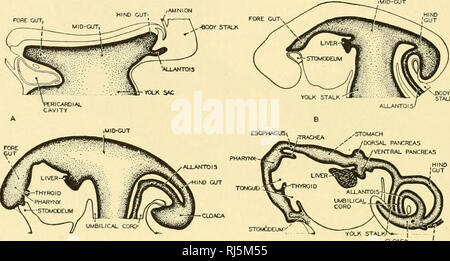 . Anatomia Chordate. Chordata, Anatomia, comparativo. 230 CHORDATE anatomia ghiandole cardiaco occupano un'area relativamente piccola vicino all'orifizio cardiaco e ricordano da vicino le ghiandole dell'esofago. Ciascuna ghiandola cardiaco consiste di un gruppo di tubuli paralleli sfocia in un unico condotto o buca. Le pareti dei tubuli sono formati da cellule che secernono zimogeno pepsinogen o granuli di cellule parietali che secernono il precursore chimico di acido cloridrico e di muco che secernono. La maggior parte delle ghiandole dello stomaco gastrica sono ciascuno dei quali, Hke le ghiandole cardiaci, è costituito da un condotto o buca con Foto Stock