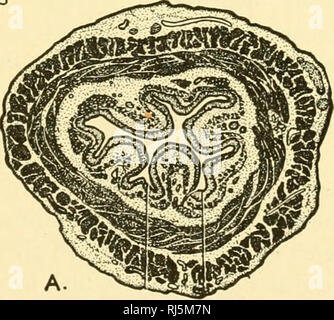 . Anatomia Chordate. Chordata, Anatomia, comparativo. &Gt; mi-"SOTTOMUCOSA MUSCULARIS mucose ghiandola mucosa muscoli circolari , '(^i longitudinale,''MUSCLES ^ADVENTITIA nervo vago. Fig. 214.-l'esofago come visto in sezione trasversale. Una è una sezione dell'intero esofago. J5 è una piccola porzione molto ingrandita. Gli strati di tessuto caratteristica dell'intero canale alimentare si trovano nell'esofago. (Ridisegnata dopo Braus.) e tunica adventitia; ma lo strato sierosa che copre lo stomaco e intestino è volere nell'esofago, poiché il corpo-cavità Uned dal serosa non si estendono nel nec Foto Stock