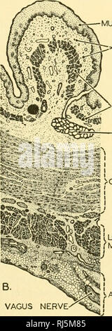 . Anatomia Chordate. Chordata, Anatomia, comparativo. Il sistema digestivo 227 l'Esofago esofago è quella porzione del canale alimentare che si estende dalla faringe allo stomaco. Si tratta di quasi dieci pollici in lunghezza ed è la parte più stretta del tratto digestivo. Dalla faringe passa proprio sotto la spina dorsale attraverso il mediastino e il diaframma per la regione cardiaca dello stomaco. La parete dell'esofago è costituita da quattro strati caratteristica del tratto digerente, tunica mucosa, tunica submucosa, tonache muscolari, mucosa. &Gt; mi-"SUBMUCOSA MUCOSE MUSCULARIS MUCOU Foto Stock