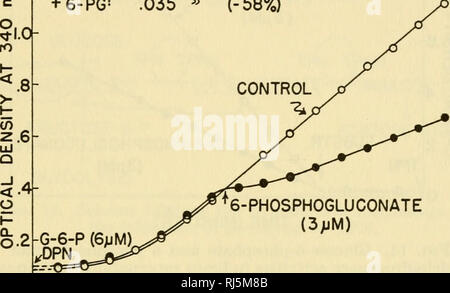 . Ciba Foundation Symposium sul regolamento del metabolismo cellulare. Il metabolismo cellulare. Ruolo di TPN in controllo della glicolisi 247 dei mitocondri o senza di loro (Fig. 5). In vista di questa mancanza di differenziazione tra TPN e gli effetti TPNH, che viene attribuito al fatturato dei coenzimi, e il fatto che il TPN non inibiscono direttamente gli enzimi interessati in glycoly- SIS, la possibilità è stato considerato che i nucleotidi triphosphopyridine agito cataliticamente, producendo indirettamente alcuni inibitore. Effetto del 6-fosfogluconato vi è la prova che la 6-PG è in grado di inibire in modo competitivo phosphohe Foto Stock