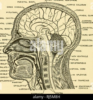 . Anatomia Chordate. Chordata, Anatomia, comparativo. 226 CHORDATE anatomia tessuto adenoideo snocciolate con numerose cripte che tendono ad essere una fonte di infezione. L'ipertrofia del tessuto adenoideo, specialmente quella del palato molle nell'infanzia, interferisce con la respirazione e richiede spesso il trattamento chirurgico. Il palato molle è una partizione muscolare che separa digestivo e apparato respiratorio porzioni della faringe. Dal suo bordo posteriore si blocca l'ugola. (Fig. 213) sette cavità aperta nella faringe-bocca, i due passaggi nasali, i due tubi di Eustachian la laringe e l'esofago. B parietale Foto Stock