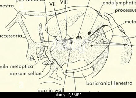 . Morfologia Chordate. Morfologia (animali); Chordata. vomeronasal capsula septi fenestra pterygoid processo processo mascellare di cartilagine paranasal ^ascendente crescente processo di processo (epipter/goid) processo dorsale columella quadrato cartiloge basipterygoid (basitrabecular) processo di cartilagine articolare B prootic fenestra occessorio pila pila ontotica fossa subarcuate endolymphatic foramen processus ascendens metotic fessura. foramen magnum meati che si ipoglosso meato m wa basicranial fenestra notochord epioptic fenestra ottica metoptic fenestra fenestr prootic fenestra processo basitrabecular trip Foto Stock