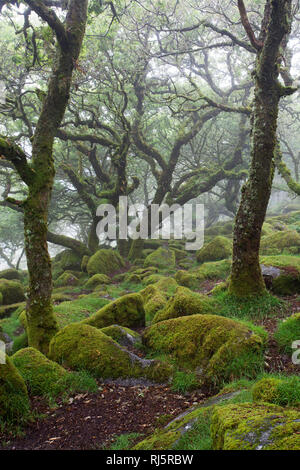 Wistman bosco della riserva naturale nazionale Devon England Regno Unito Foto Stock