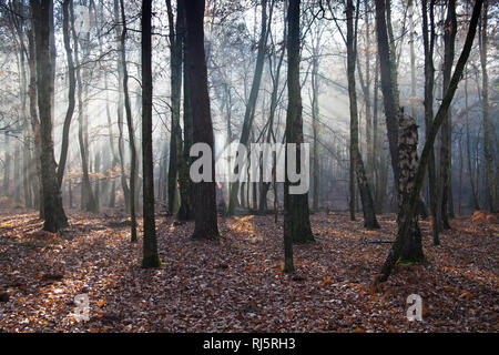 Argento Betula betulla pendual e rovere Quercus robur in early morning mist Amberwood Inclosure New Forest National Park Hampshire England Regno Unito Foto Stock