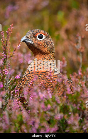 Red Grouse in viola Heather Moorland, Yorkshire Foto Stock