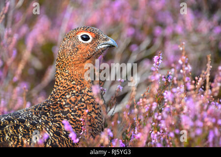 Red Grouse in viola Heather Moorland, Yorkshire Foto Stock