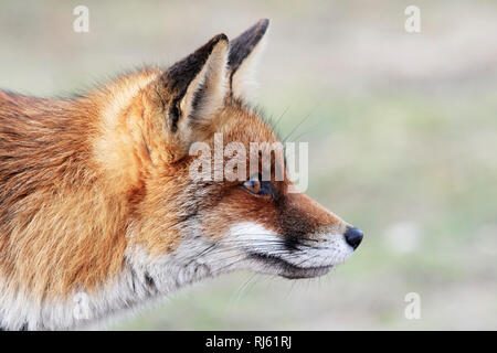 Volpe (Vulpes vulpes) Foto Stock