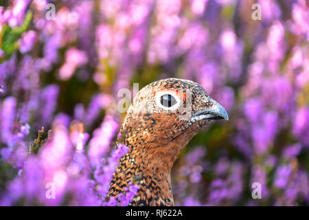 Red Grouse in viola Heather Moorland, Yorkshire Foto Stock