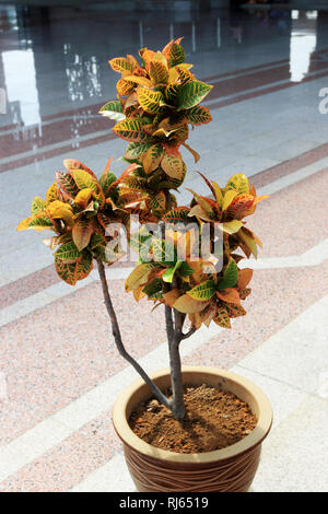 Croton piante o noto come Codiaeum variegatum crescendo in una pentola Foto Stock