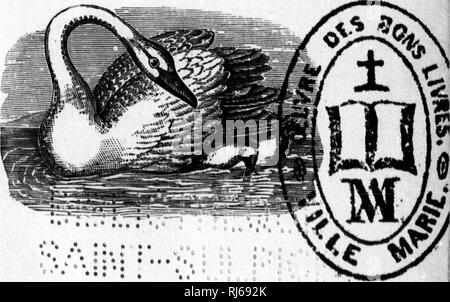 . Les oiseaux du Canada [microforme]. Oiseaux; uccelli. LES OISEAUX DU CANADA PAR C.-E. DIONNE Curateur du Musée Zoologique de l'Université Laval. Î ? QUEBEC IMPRIMERIE DE P.-G. DELI8LE 1883. Si prega di notare che queste immagini vengono estratte dalla pagina sottoposta a scansione di immagini che possono essere state migliorate digitalmente per la leggibilità - Colorazione e aspetto di queste illustrazioni potrebbero non perfettamente assomigliano al lavoro originale. Dionne C. -E. (Charles-Eusèbe), 1846-1925. [Québec? : S. n. ] Foto Stock