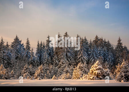 Waldrand, schneebedeckte Fichten und Tannen, Foto Stock