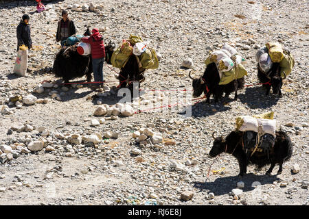 Il Tibet, das Basecamp des Everest, yak brechen zu einer Expedition auf Foto Stock