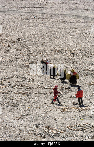 Il Tibet, das Basecamp des Everest, yak brechen zu einer Expedition auf Foto Stock