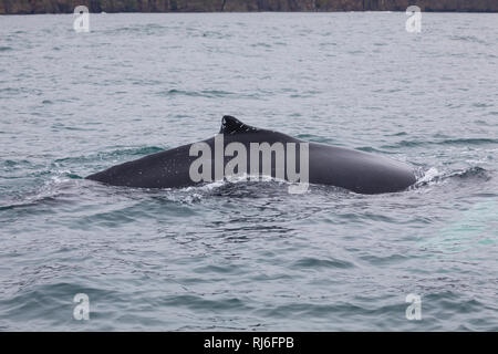 Buckelwal, Finne, Buckel-Wal, Wal, Wale, Megaptera novaeangliae, Humpback Whale, pinna dorsale, La baleine à Bosse, la mégaptère, la jubarte, la balenottera Foto Stock