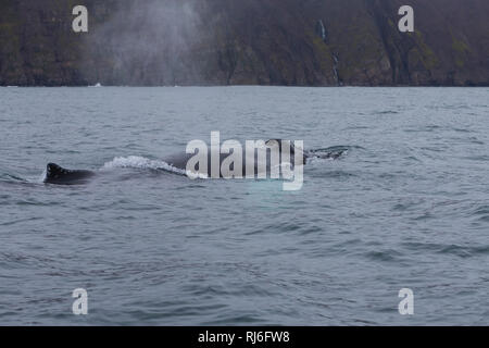 Buckelwal, Buckel-Wal, Wal, Wale, Megaptera novaeangliae, Humpback Whale, La baleine à Bosse, la mégaptère, la jubarte, la balenottera à bosse, Walsafari, Foto Stock