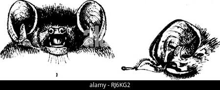 . Una monografia di pipistrelli del Nord America [microformati]. I pipistrelli; Chauves-souris. . Si prega di notare che queste immagini vengono estratte dalla pagina sottoposta a scansione di immagini che possono essere state migliorate digitalmente per la leggibilità - Colorazione e aspetto di queste illustrazioni potrebbero non perfettamente assomigliano al lavoro originale. Allen, Harrison, 1841-1897. Washington : G. P. O. Foto Stock