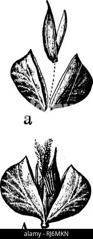 . Erbe del Nord America [microformati] : le erbe classificati, descritto ed ogni genere illustrato, con i capitoli sulla loro distribuzione geografica e una bibliografia. Erbe; piante foraggere; Graminées; Plantes fourragères. 428 POACE.E. abitudine di Paiiicinn cnlonunt. A /]:enus contiiinin•//; Colorado, ('(i,s.si(?i/; Montana, Andcrxou; Washington, Lak-v; Oregon, /lo/rell. Le regioni di montagna principalmente a ovest del Mississippi. Un erba di qualche rilievo come u pianta di foraggio per talune località. Bei'Jcnuiiniia è stato di solito io)cucita in PhalaridCiT, ma lieutham credeva di essere- desiderava Panicew. Th Foto Stock