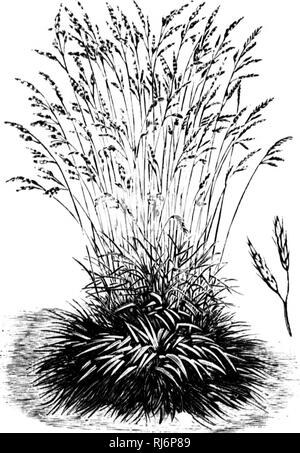 . Manuel d'agricoltura [microforme]. Agricoltura; l'agricoltura. MANUEL I) AUillCULTURE. 453 Io (|^uo celle n. sauridt La graine ressemble beaucoup à celle du ray-grasB anglais et ne peut en Ãªtre distinguÃ©e que fort difficilement, bien qu'onu ])UE più lÃ©gÃ¨re. (1) |Ins ; 3Ieadow trí¨s processo di produ- qualltÃ© ; nw les pí¢tures ea. Fig. 2'20.âFÃ©tuque rouge. 1025. FÃ©tuque rouge. Â (Festuca duriuseula ; festuca JLtrd).âVivace, ])roduc' tivo, assez hÃ¢tivo, TRÍ¨s durevole, chaume plein, feuillu, foin Pinna et de trí¨s bonne qualità©: (1) CES deux variÃ©tÃ©s de fÃ©luques sont fortement recominfindÃ©es una Foto Stock