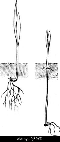 . Manuel d'agricoltura [microforme]. Agricoltura; l'agricoltura. MANUEL D'AORICULTURE. 149 400. Pericolo Ã Ã©viter. Â Si lo grano tombe entre les sillons de charrue, Â"ui fond du manodopera, il sera trop enterrÃ© ; une partie sieri perdue tout Ã fait, le reste poussera avec misÃ¨re et fort irrÃ©guliÃ¨rement. 401. Un quelle profondeur enterrer les semences?grani âLes qui seront enterrÃ©s de 2 Ã .3 pouces, selon leur grosseur, la nature du sol et la Saison d'ensemencement, lÃ¨veront dans les meilleures condizioni. Les Petites graines fourragÃ¨res ne doivent pas Ãªtre enterrÃ©es trop avant ; une couvertur Foto Stock