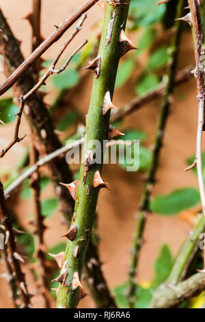 Spine cresce accanto al muro di casa. Foto Stock