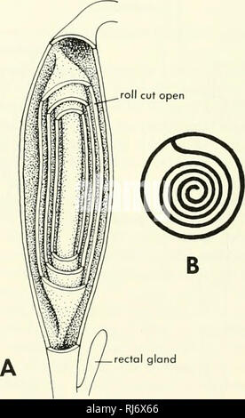 . Morfologia Chordate. Morfologia (animali); Chordata milza B SCYMUS LICHIA milza C MUSTELUS LAEVUS Figura 9-21. Caeca pilorica nel toemargus borealis, A e Scymus lichia, B e vista interna dello stomaco ed estremità anteriore del budello di Mustelui /oevus, C. (Dopo Pernkopf e Lehner, 1937) fine dell'intestino medio. Il pancreas è una banda di massa simile giacenti lungo il portale epatica di canale, che drena la milza e la parete dell'intestino. La vena intestinale dalla valvola a spirale e la sezione anteriore della parete intestinale entra nel portale epatica stelo all'estremità anteriore del pancreas. Il dotto pancreatico passa avanti alon Foto Stock