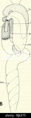 . Morfologia Chordate. Morfologia (animali); Chordata. valvola pilorica vitellino {periblast parte racchiusa puntinata) Portale intestinali stomaco valvola spirale. dotto biliare il pancreas e il condotto stomaco milza Figura 9-18. Due fasi nello sviluppo del tratto digerente di Amio. Un, embrione precoce in vista dorsale; B, 22-mm embrione in vista dorsale. parte dell'intestino. Questa ghiandola varia molto in dimensioni; è piccolo in raggi, maggiore negli squali. Questo composto tu- bular premistoppa sembra funzionare in controllo di sali di sangue. Il fegato è bilobed; i lobi sono unite anteriormente, ven- f o lle all'esofago. Il Foto Stock