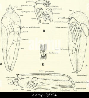 . Morfologia Chordate. Morfologia (animali); Chordata. lunghezza dell'intestino per la ventrale della parete del corpo. Gli altri generi di lungfish concordano in generale con questa descrizione. Sviluppo EMBRYOLOGiCAL i primi stadi di sviluppo del lungfish (Figura 7-13) sono simili a quelli dell'am- phibian ad eccezione della valvola spirale, che sarà descritto per i seguenti gruppi. Il diverticolo di fegato nasce all'inizio. Secondo Kerr (1919), una dorsale e destra e sinistra pancreatico ventrale dei diverticoli appaiono. Il diverticolo dorsale appare per primo; è solido in Protoplerus, Cava Lepidosir Foto Stock