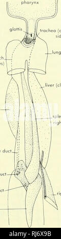 . Morfologia Chordate. Morfologia (animali); Chordata milza terior espansione di stomaco ,' (linee tratteggiate' cistifellea ventrale di dotto pancreatico dorsale condotto pancreatico pancreas (circonda il lato destro della estremità anteriore di intestino). trachea (intorno al lato destro dell'esofago) fegato (strettamente legato a stomaco) milza (in gran parte nella parete destra dello stomaco) condotto biliare^J rene destro apertura cloacale B figura 9-12. Le viscere di Protopterus, lungfish. Un, vista ventrale anteriore degli organi; B, vista laterale del tubo digerente con parete sinistra asportata per mostrare interni (orrow indica il corso del lume); C, dorsale Foto Stock