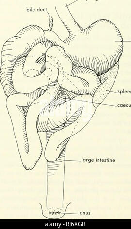 . Morfologia Chordate. Morfologia (animali); Chordata. Appendice Figura 9-1. Tre fasi nello sviluppo del tratto digestivo di un mammifero come si vede nella vista ventrale. (Dopo Patten, 1946) armadilli, mentre Hyrax ha diverse tasche cecale lungo l'intestino crasso, includente una coppia di diverticoli laterali. Un cieco è carente in alcuni mammiferi-ippopotamo, la megera talpa, alcuni pipistrelli e orsi. L'intestino crasso curve in avanti sul lato destro del corpo, come il colon ascendente; gira attraverso il lato opposto anteriore a massa generale del piccolo intestino come il colon trasverso; un Foto Stock