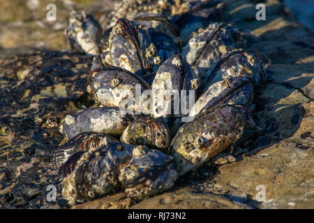 Un vicino l immagine di un gruppo di California Mitili (Mytilus californianus) cresce sulle rocce in una giornata di sole Foto Stock