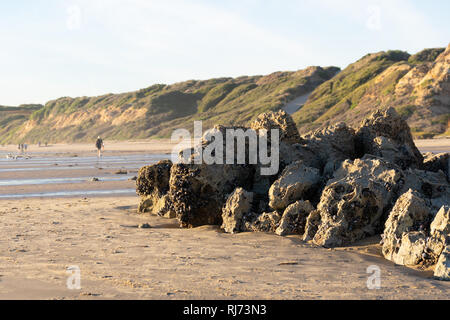 Un vicino l immagine di un gruppo di California Mitili (Mytilus californianus) cresce sulle rocce in una giornata di sole Foto Stock