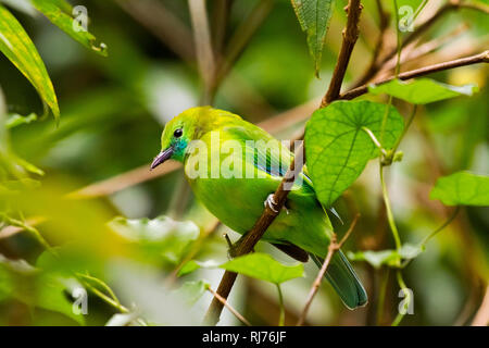 Blauflügel-Blattvogel Weibchen, ( Chloropsis cochinchinensis ), Kaeng Krachan, Thailandia, Asien Foto Stock