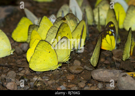 A vacillare, Gelblinge ( Eurema hecabe ), Kaeng Krachan, Phetchaburi, Thailandia Foto Stock