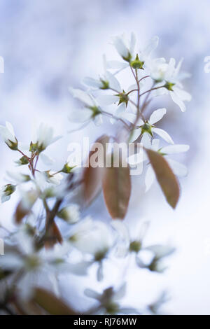 Blühende Kupfer-Felsenbirne, Amelanchier lamarckii, Korinthenbaum, Foto Stock