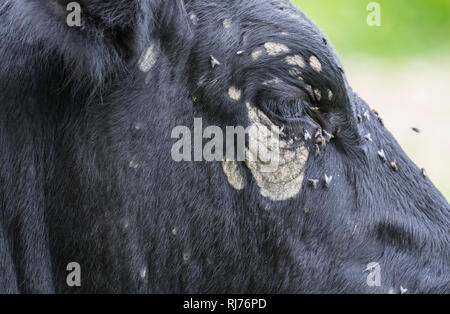 Vola su e intorno agli occhi di una mucca nera, con scolorimento e macchie bianche intorno all'occhio. Foto Stock