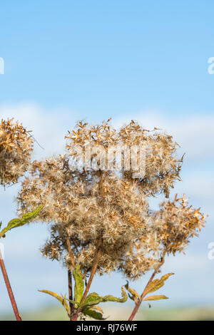 Creeping Thistle (Cirsium arvense) stabilimento di seme che cresce in autunno nel Regno Unito, ritratto verticale con copia spazio. Foto Stock