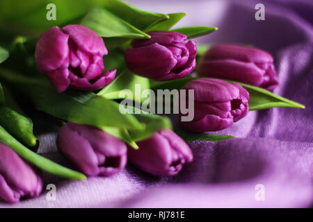Vicino sul mazzo di tulipani viola, il fuoco selettivo sfondo viola Foto Stock