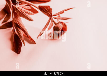 Peonia fioritura tulipani nel quartiere alla moda di coralli viventi colore. Naturale e colorato concetto. Foto Stock