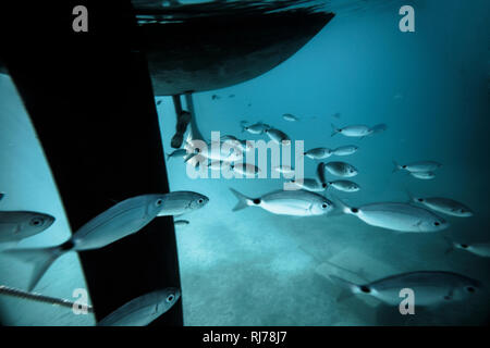 Fischschwarm unter Wasser, Foto Stock