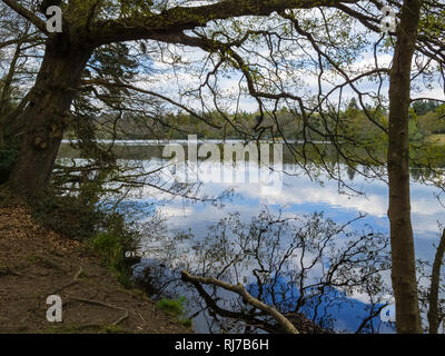 Vista attraverso gli alberi sulla riva della Virginia lago d acqua e nuvole riflettono nel lago, Berkshire, Inghilterra sudorientale, UK, su una giornata di primavera nel mese di aprile Foto Stock