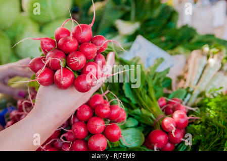 Donna che mantiene freschi Ravanelli. Dieta.. Donna che mantiene fresche biologiche ravanelli close up. Mangiare sano e concetto di stile di vita Foto Stock