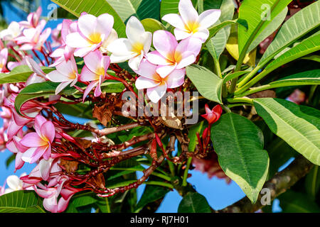 Il Frangipani Plumeria (Apocynaceae), chiamato anche Frangipani e Pua Melia sono caduche alberi tropicali noti per la loro cerosi, intensamente profumati fiori. Foto Stock