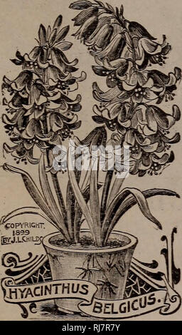 . Childs' cadono catalogo di lampadine e le piante che fioriscono. Vivai (orticoltura) cataloghi; bulbi (piante) Semi cataloghi; fiori Semi cataloghi; John Lewis Childs (Azienda); Vivai (orticoltura); lampadine (piante); fiori. Catalogo di caduta dei bulbi che fioriscono per 1909. l^omaq giacinti. Non a tutti piace l'olandese o mostrare giacinti, anche se esse non soffrono di confronto. I gambi sottili, arching,sotto il loro carico di bocconcini in bilico campane, sono l'acme di grazia e1 eleganza, mentre tanti chiodi sono scaturite da ogni lampadina che la pianta intera ap- pere una massa di blumi, Romana giacinti sono e Foto Stock