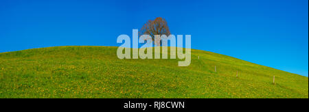 Friedenslinde (Tilia) auf der Wittelsbacher Hoehe, 881m, Illertal, Allgaeu, Bayern, Deutschland, Europa Foto Stock