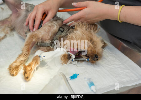 Hund beim Tierarzt, Vorbereitung für eine funzionamento, überwachen der Herztöne Mit einem Stethoskop Foto Stock